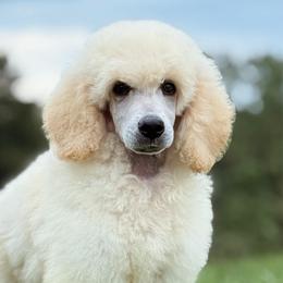 Banket - Cream male Poodle puppy in Pella, Iowa from Prodigy Farms Therapy Dogs