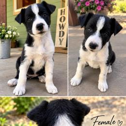 Sis - Black and white female Border Collie puppy in Lakeport, California from Akins Aussies/Wild Rose Ranch