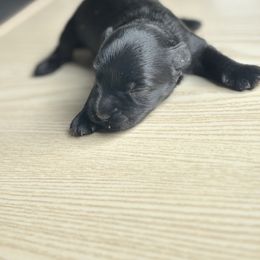 Poppy - Black female Miniature Schnauzer puppy in Sumner, Texas from 3M Kennels, LLC
