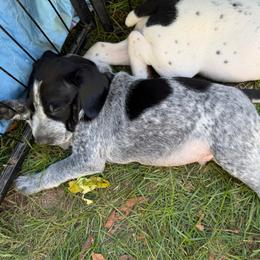 Fiddler - Black roan male German Shorthaired Pointer puppy in Hot Springs, Virginia from Thunder Mountain Gun Dogs