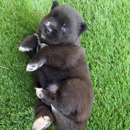 Brooklyn - Black and white female Pomsky puppy in La Vergne, Tennessee from Atencio Pomsky