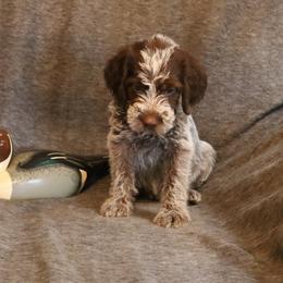 Orange - Brown and gray female Wirehaired Pointing Griffon puppy in Afton, Wisconsin from Daehler's Wirehaired Pointing Griffons