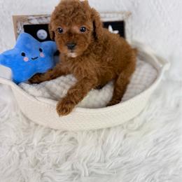 Pluto - Red  male Poodle puppy in Florida from Adorable Toy-Miniature Poodles