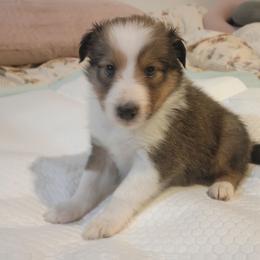 Almias - Sable and white male Shetland Sheepdog puppy in Minnesota from Sheltie Puppies