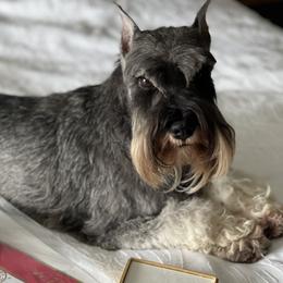 Ruby - Miniature Schnauzer