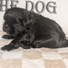 Hudson - Black male Shih Tzu puppy in Claxton, Georgia from Small Pawz Kennel