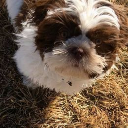 Shih Tzus from Light and Fluffy Shih Tzu Puppies