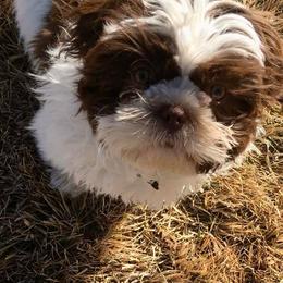 Shih Tzus from Light and Fluffy Shih Tzu Puppies