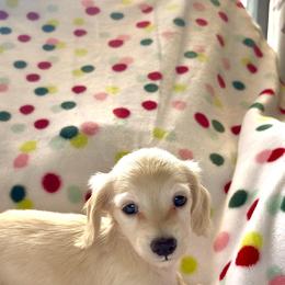 AKC - Tiny Cream Girl 4500 - Cream female Dachshund puppy in Ocala, Florida from Island Farms Mimi’s Dachshunds Florida