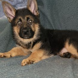 German Shepherd Puppies from Vom Legend Land