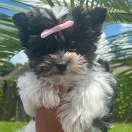 Daisy - Parti female Yorkshire Terrier puppy in Ponchatoula, Louisiana from Wendy's Pawsitive Training, LLC