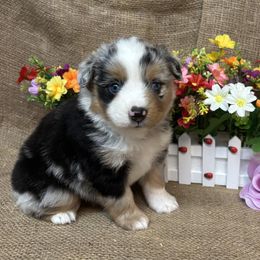 Blue Merle Female One - Blue merle female Miniature American Shepherd puppy in Cowlitz County, Washington from Pleasant Woods Miniature American Shepherds