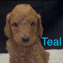 Teal - Red male Assorted Doodle Crosses puppy in San Jacinto, California from Goldens and Doodles