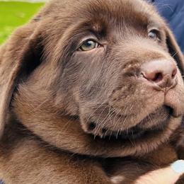Labrador Retrievers from Gray’s English Labs