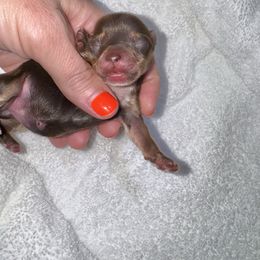 Chocolate female - Chocolate and tan female Yorkshire Terrier puppy in Pikeville, North Carolina from A Yorkie’s World