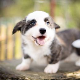 Cardigan Welsh Corgi and Pembroke Welsh Corgi Puppies from High Hopes Farm