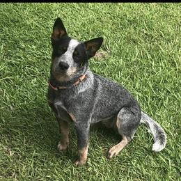 Tuff - Australian Cattle Dog