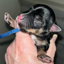 Roxy - Black female Miniature Schnauzer puppy in Port Orchard, Washington from Silver Bells Miniature Schnauzers
