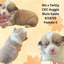 Female 5 - Sable female American Corgi puppy in Campbellsburg, Indiana from Kates Corgis