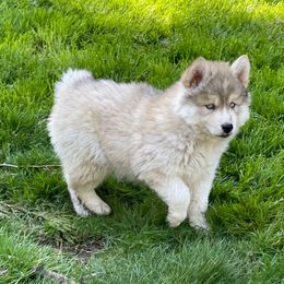 Navine - Sable and white Siberian Husky puppy in Everett, Washington from Addison Grove Huskies
