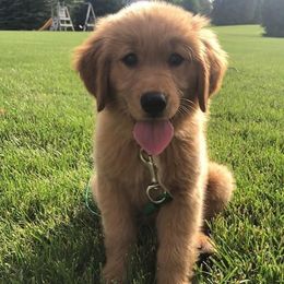 Goldendoodles and Golden Retrievers from Clark’s Family Goldens