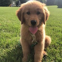 Goldendoodles and Golden Retrievers from Clark’s Family Goldens