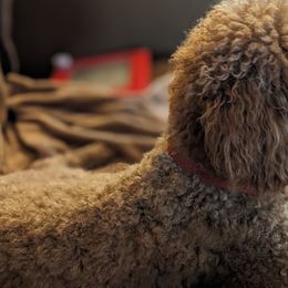 Cavalier King Charles Spaniels, Cavapoos, and Poodles from Puppy Adventures LLC
