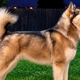 Alaskan Malamutes from Aurora Borealis Kennels