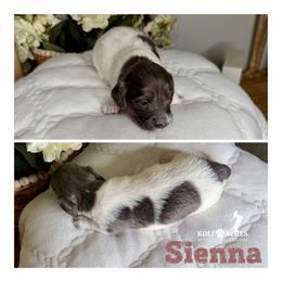 Sienna - Gray (blue) and tan female Dachshund puppy in Kemp, Texas from Koli Acres