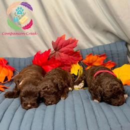 Gala - Chocolate female Labradoodle puppy in Bowman, Georgia from Companion Creek Farm