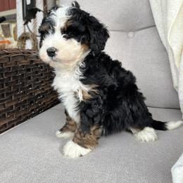 Raven - Tri-color female Bernedoodle puppy in Holtwood, Pennsylvania from Country Ridge Puppies