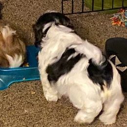 Shih Tzus from Gary's Shih Tzus