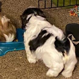Shih Tzus from Gary's Shih Tzus
