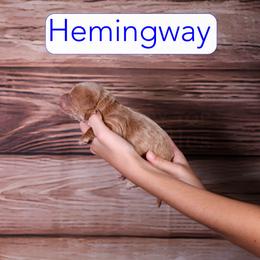 Hemingway - Apricot male Goldendoodle puppy in Calhoun, Georgia from Happy Top Doodles