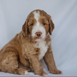Goldendoodle Puppies from Lover Dover Doodles