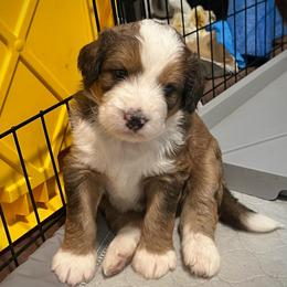 Liberty - Sable female Bernedoodle puppy in Kansas City, Missouri from Beary GoldenDoodles