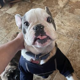 Apache - French Bulldog