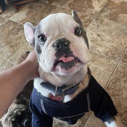 Apache - French Bulldog