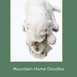 Justice - Apricot male Australian Labradoodle puppy in Cashmere, Washington from Mountain Home Doodles