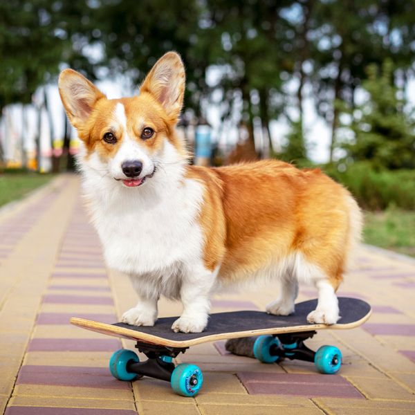 Pembroke Welsh Corgi