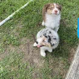 Australian Shepherd Puppies from Double BarH