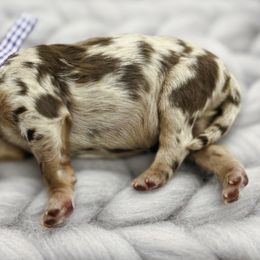 Parisa - Red merle Aussiedoodle puppy in Chattanooga, Tennessee from Remedy Ridge Aussiedoodles
