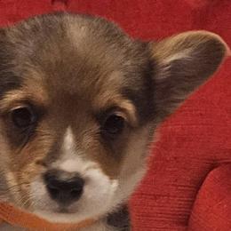 Pembroke Welsh Corgis from Holloway Corgis