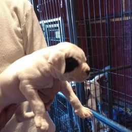 American Bulldog Puppies from Slayton's American Bulldogs