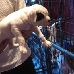 American Bulldog Puppies from Slayton's American Bulldogs
