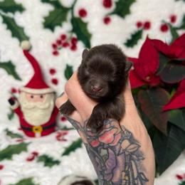 Truffle - Chocolate and tan female Pomeranian puppy in Roseburg, Oregon from Dbos Furry Friends