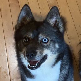 Jag - Pomsky