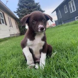 Doc - White and red male Border Collie puppy in Oberlin, Kansas from Hangin R Kennels