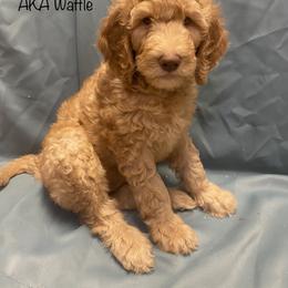 Goldendoodle Puppies from Main Street Goldendoodles