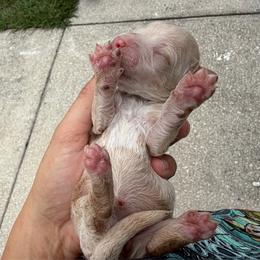 Liberty - Cream female Goldendoodle puppy in Spring Hill, Florida from OHDoodles FL